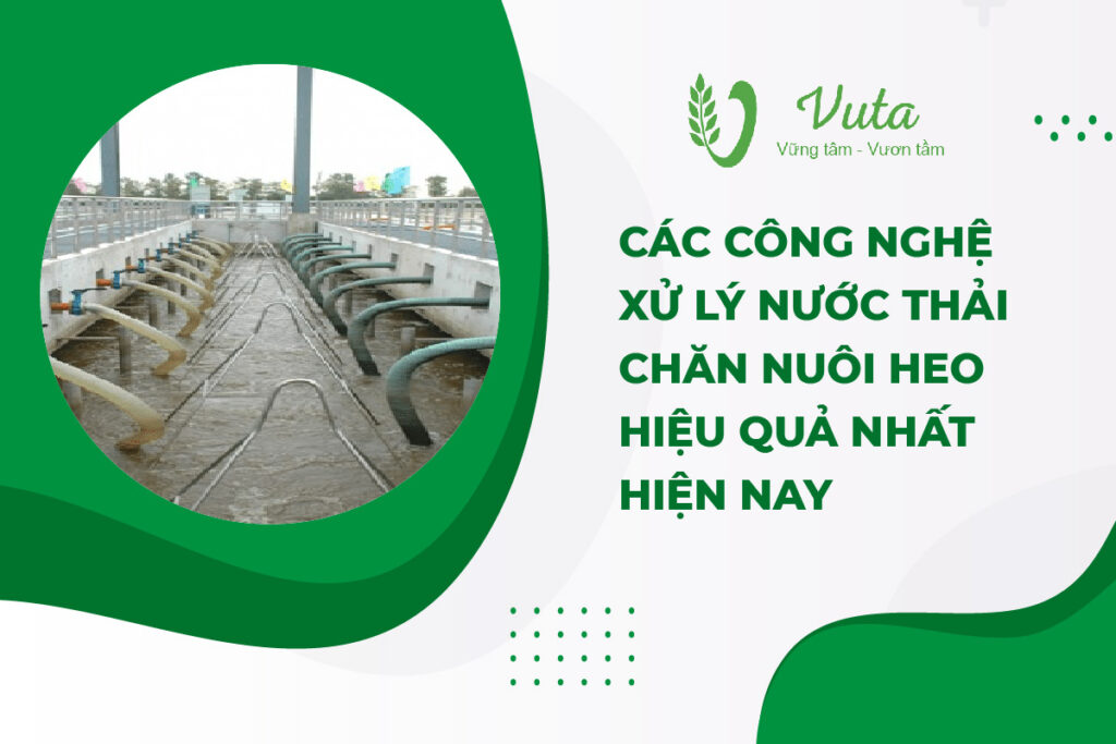 Các Công Nghệ Xử Lý Nước Thải Chăn Nuôi Heo Hiệu Quả Nhất Hiện Nay