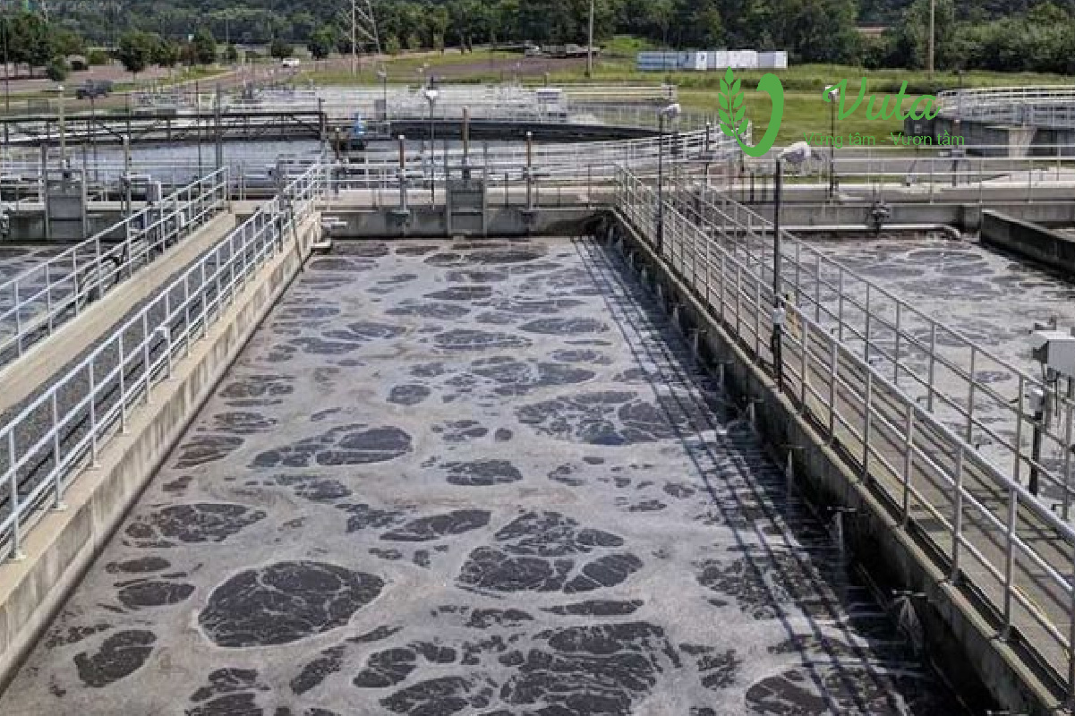 Tổng quan về vấn đề nước thải chăn nuôi heo