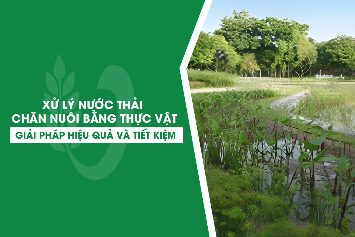 Xử Lý Nước Thải Chăn Nuôi Bằng Thực Vật - Giải Pháp Hiệu Quả Và Tiết Kiệm