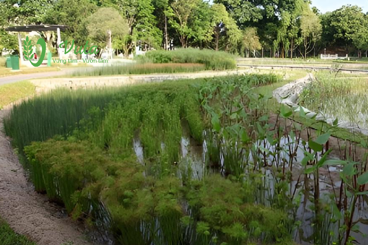 Xử lý nước thải chăn nuôi bằng thực vật là gì?