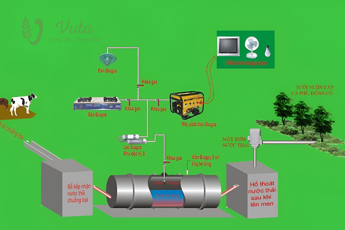 Quy trình xử lý nước thải chăn nuôi bằng thực vật