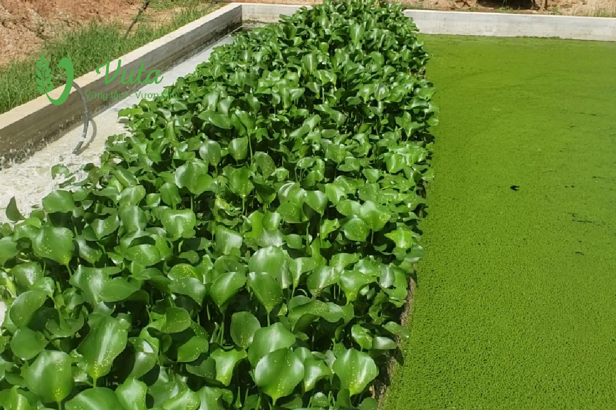 Ưu điểm của xử lý nước thải chăn nuôi bằng thực vật